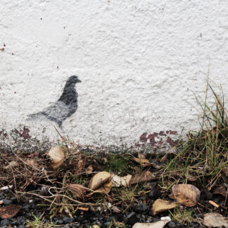 Pidgin on a wall - shoot.is