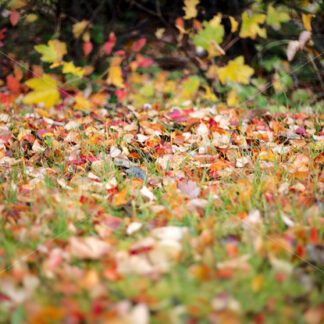 Autumn leaves - shoot.is