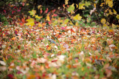 Autumn leaves - shoot.is