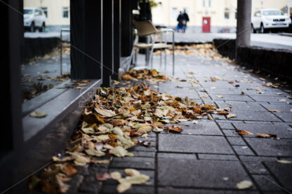 Leaves on pavement - shoot.is